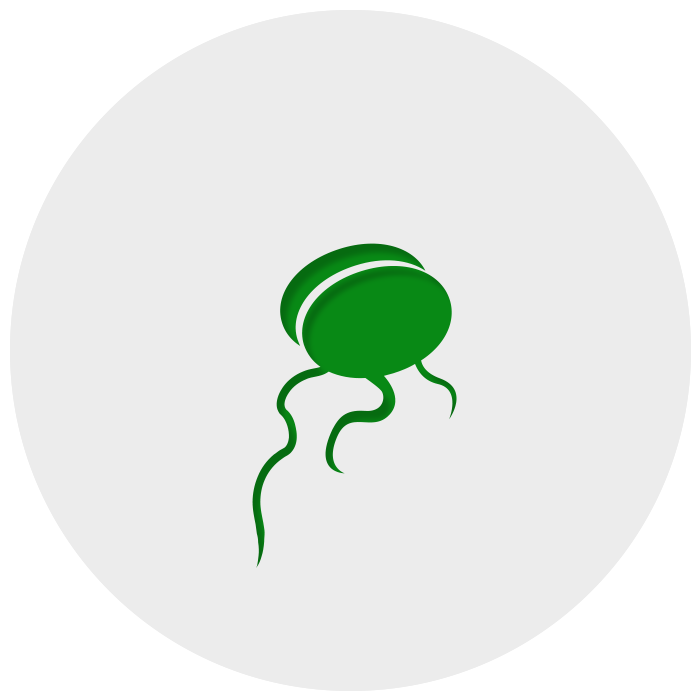 seedling